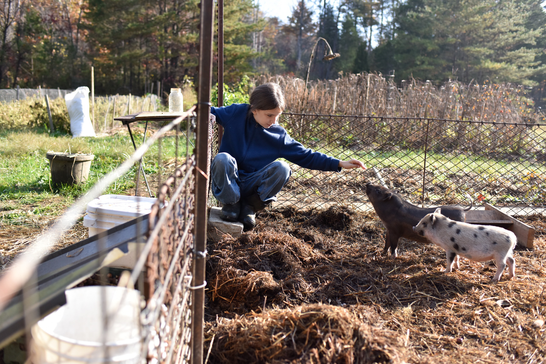 Eli Deaver stretches out his hand to his baby pig, Dash. Pigglets Dash and Dot are being raised as meat pigs to feed the family.