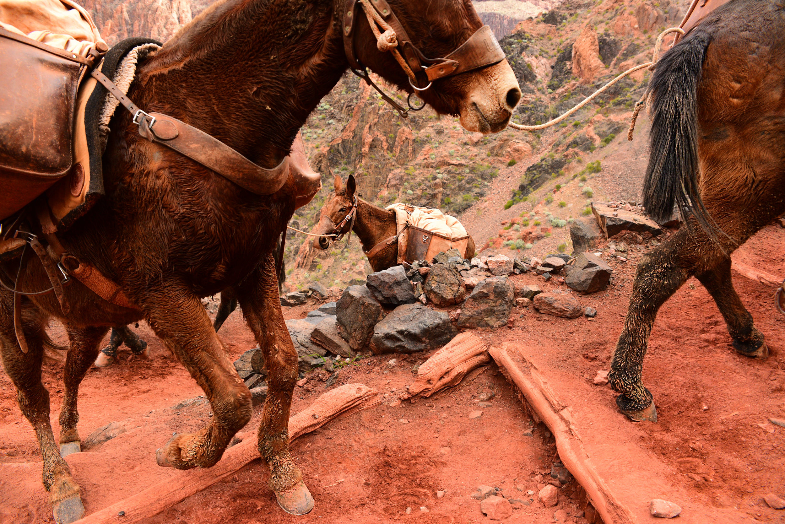 National Park Service mules carry out supplies up the South Kaibab Trail in the Grand Canyon National Park, AZ Feb. 9th, 2017