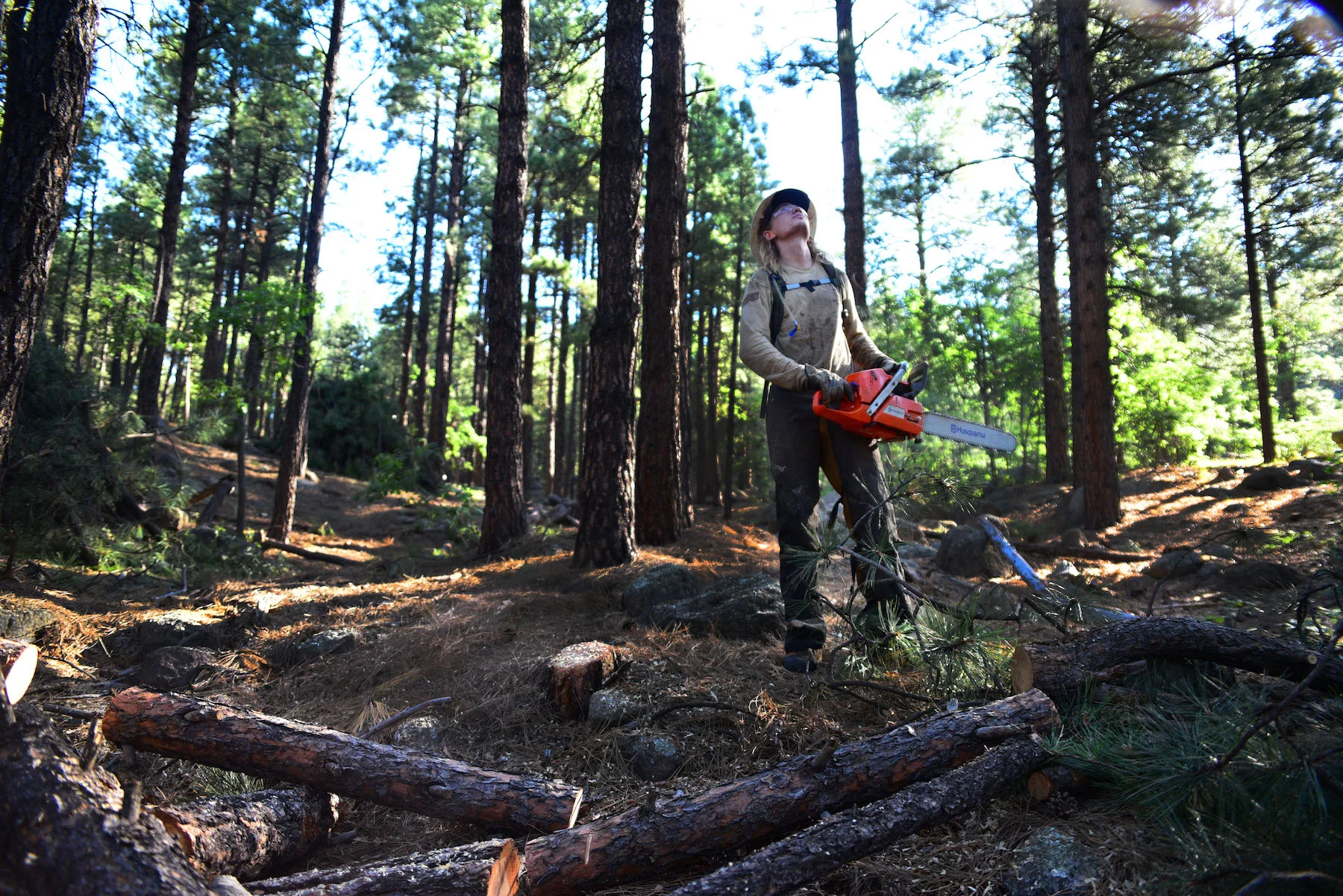 Assistant crew leader, Jake Groth assess which way a tree is leaning before beginning his cut. 