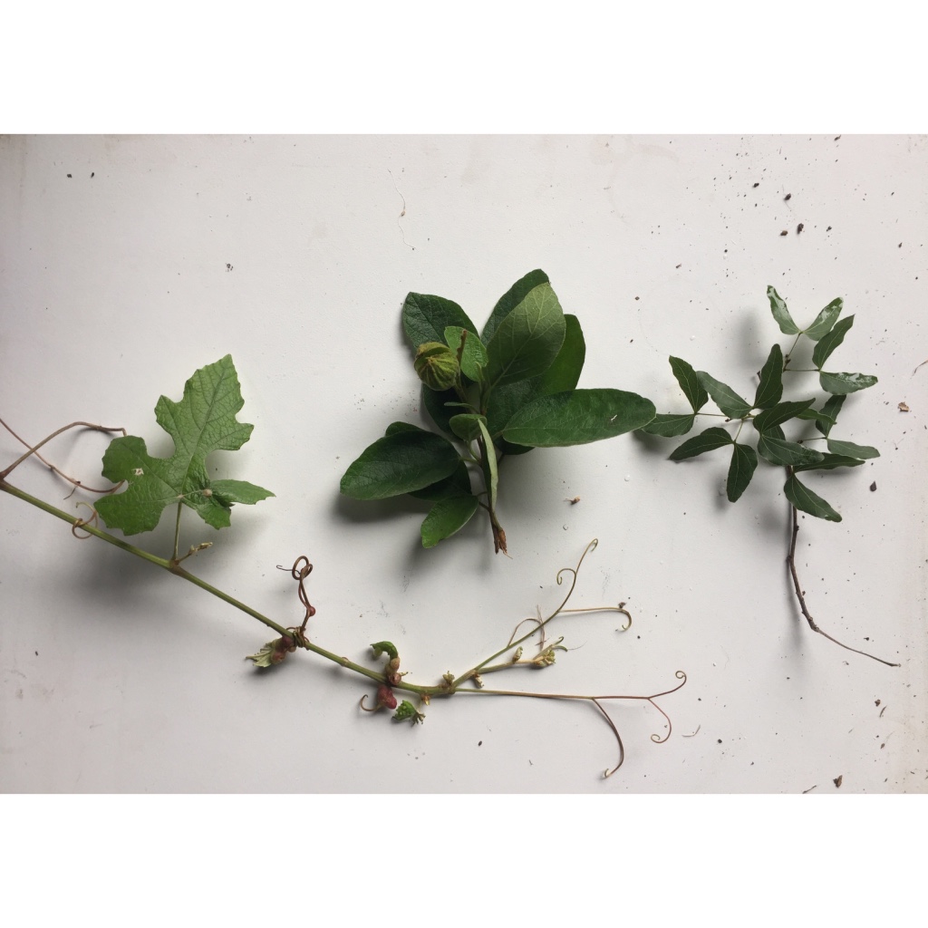 Plant ID