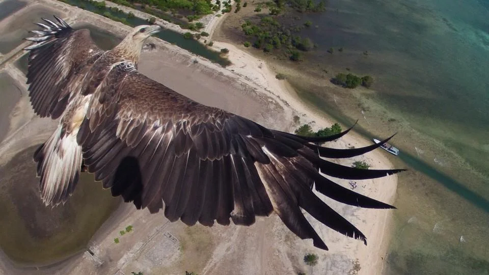 WATCH: Drone Expert Haun Provides Bird's-Eye View of UAVs
