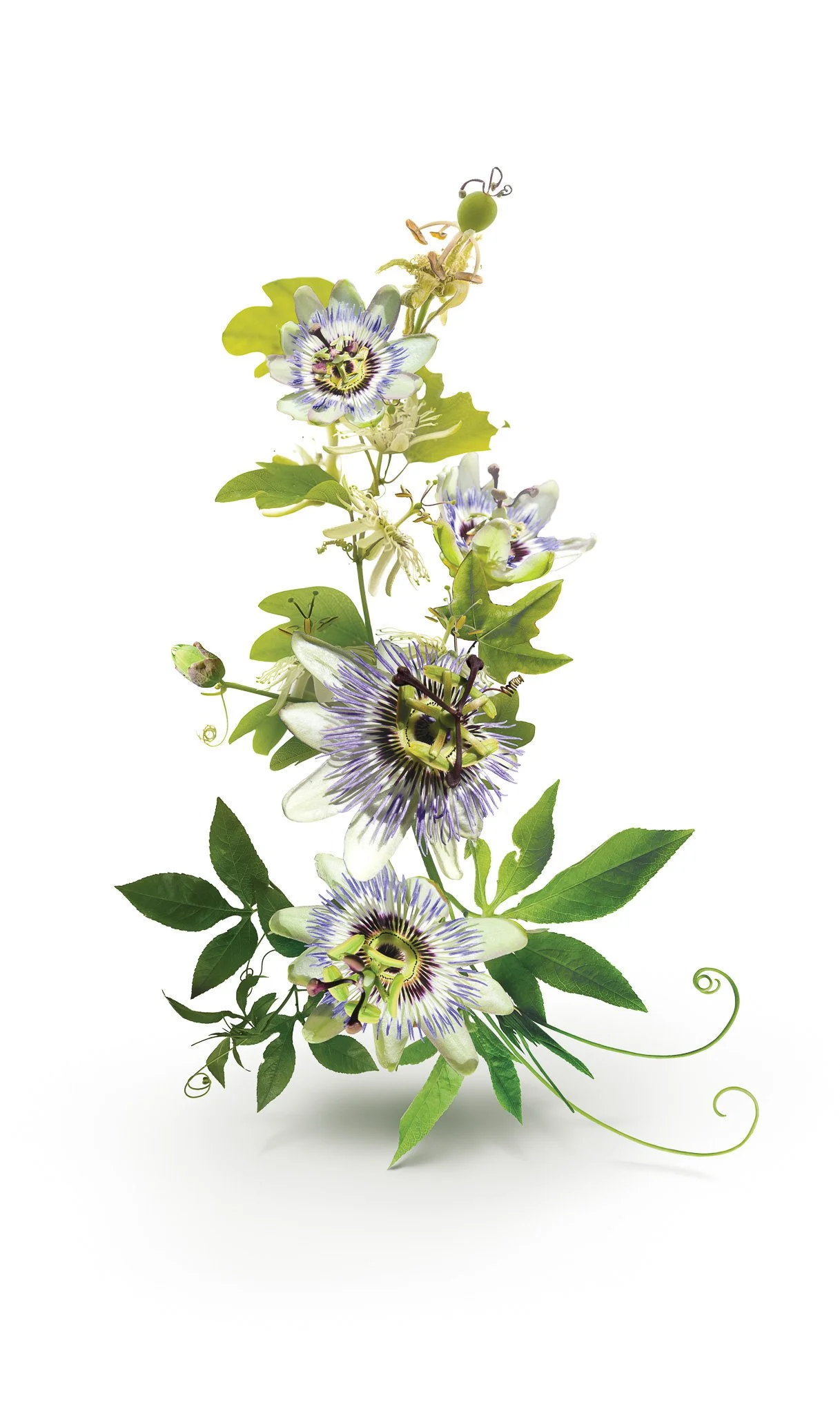 ODM_Vegetal_13-passiflore_BD.jpg