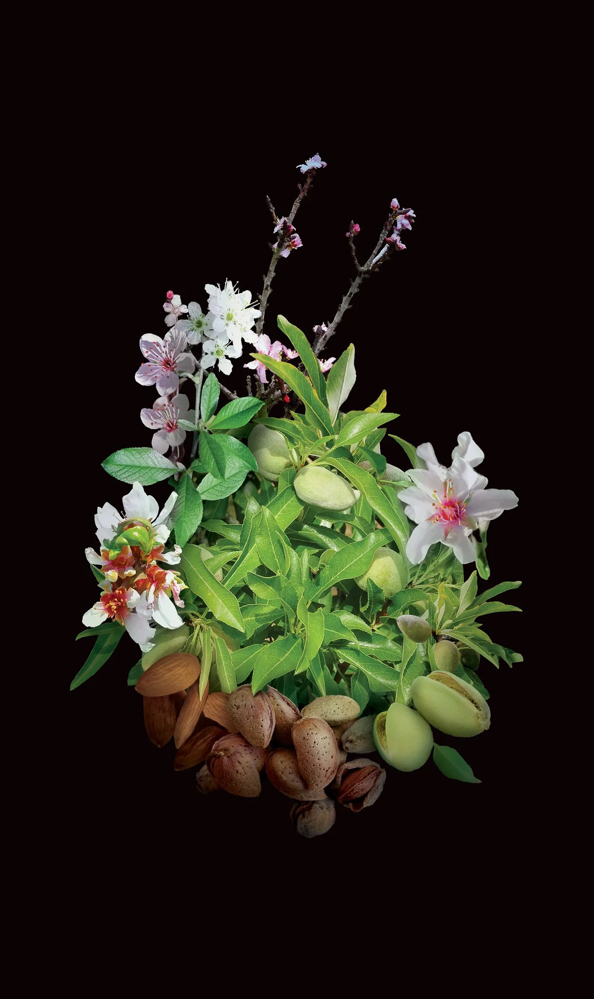 ODM_Vegetal_4-amandier_BD.jpg