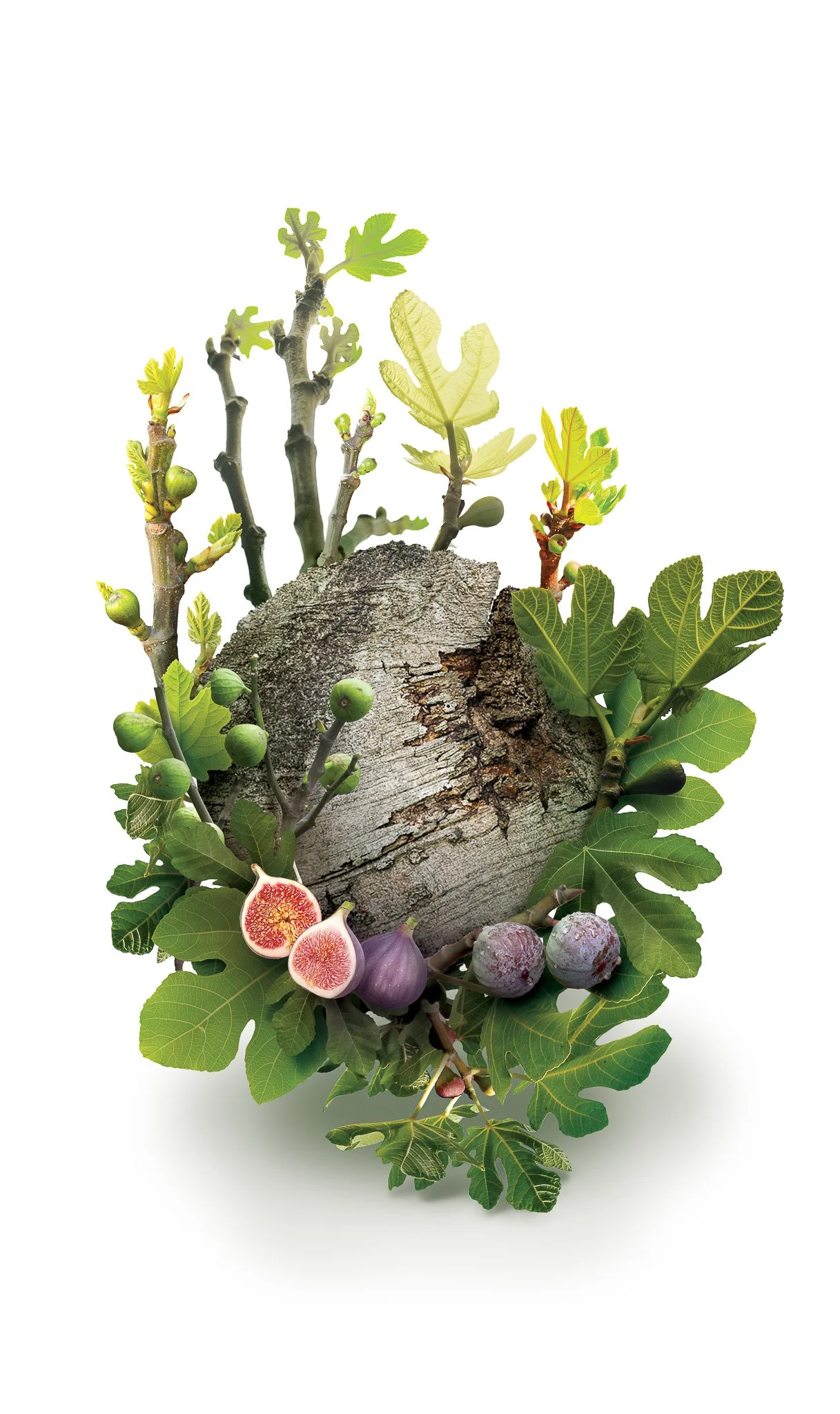 ODM_Vegetal_15-figuier_BD.jpg