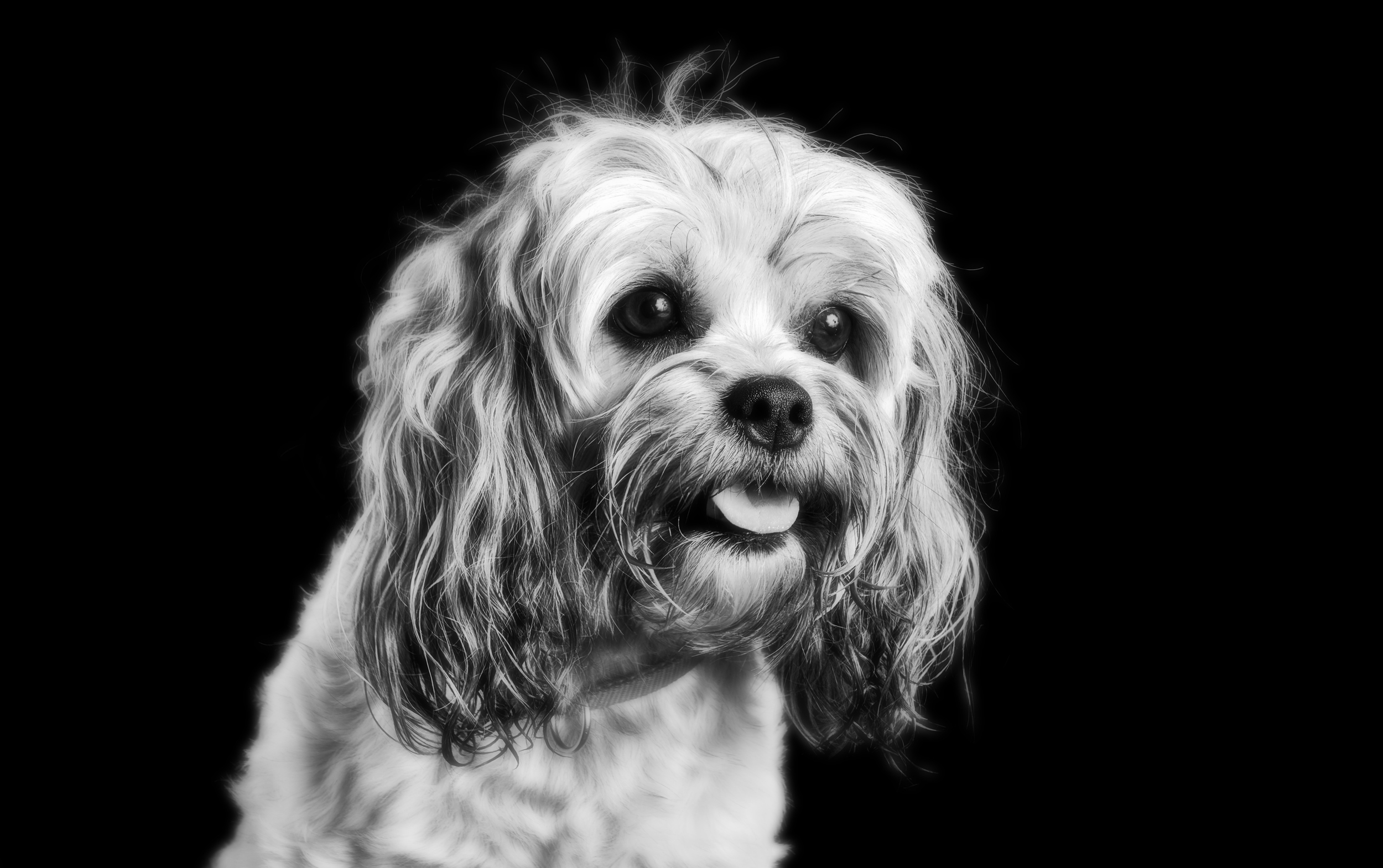 Buddy