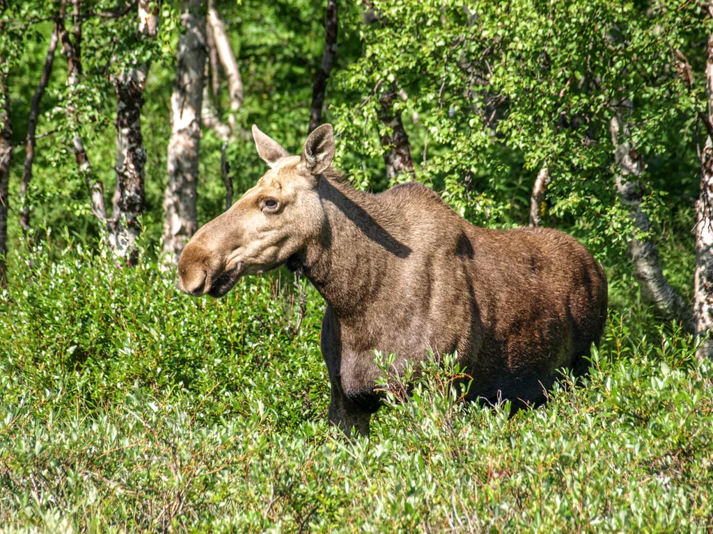 Huge female elk in Rappadalen Valley