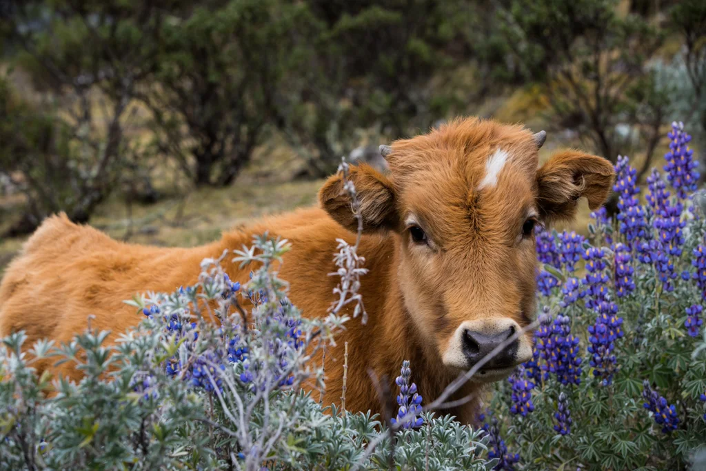 Cow within flowers