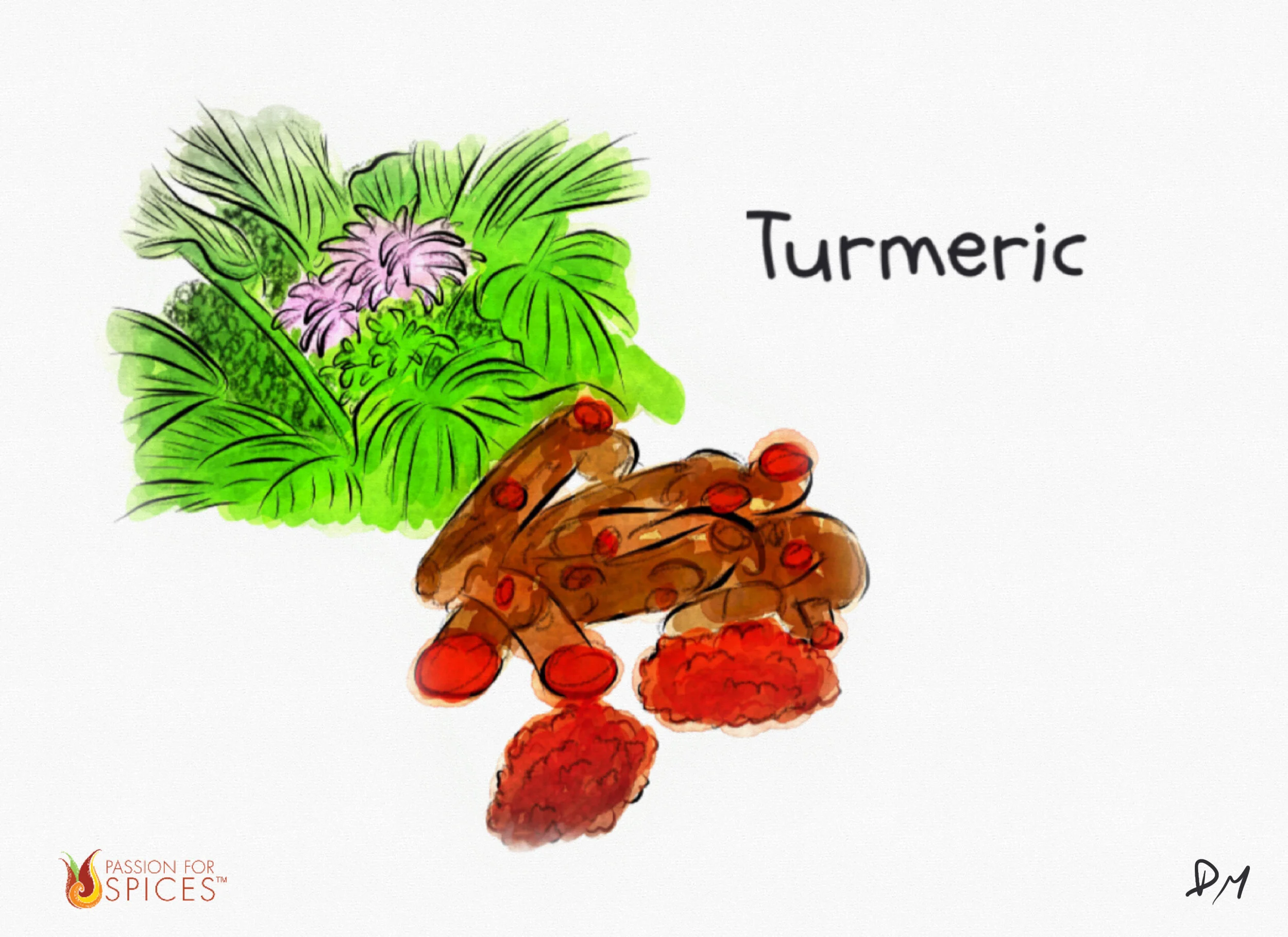 Spice Up Your Pantry: Turmeric “Spice of Life”