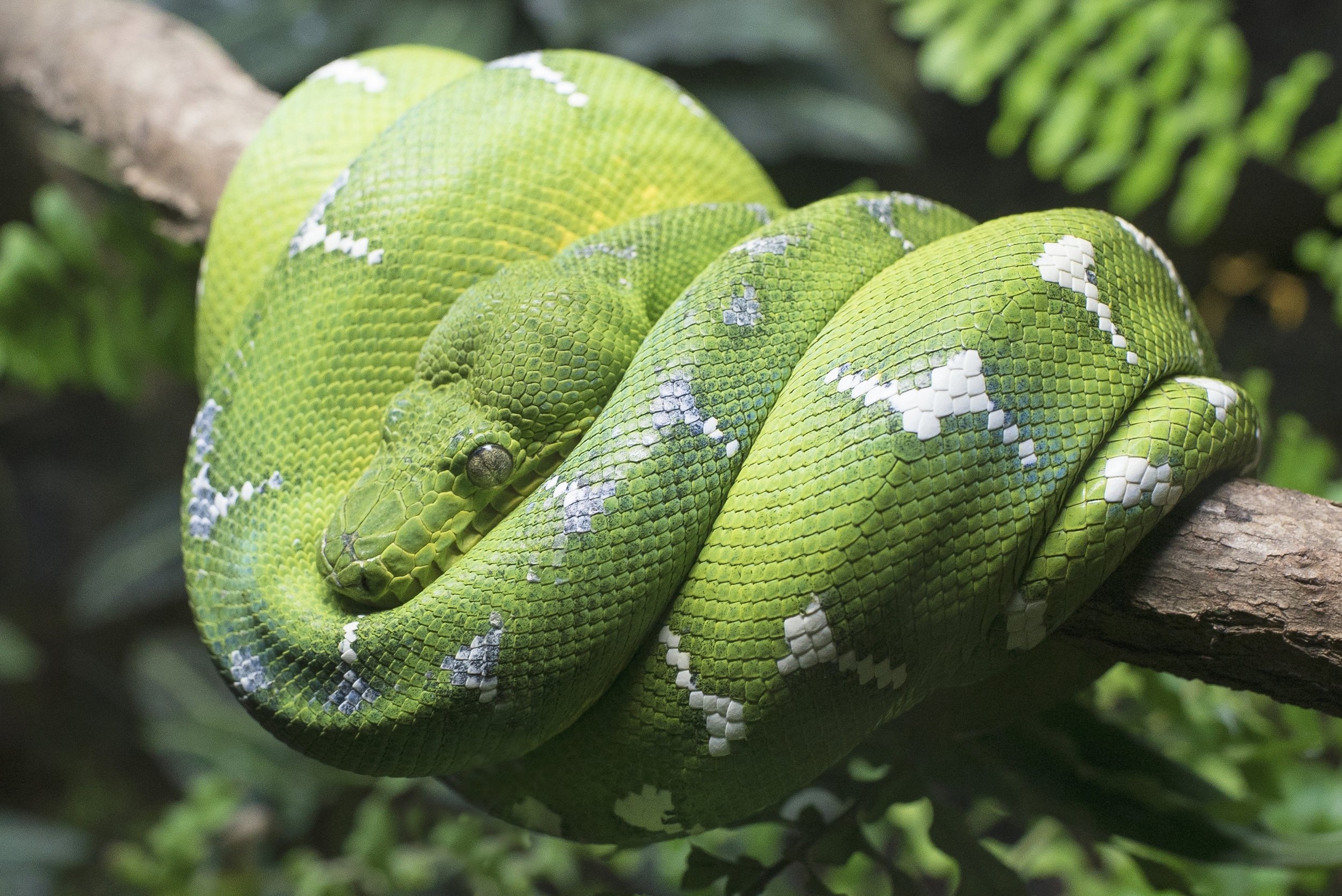NA_41616_EMERALD_GREEN_BOA_IM.jpg