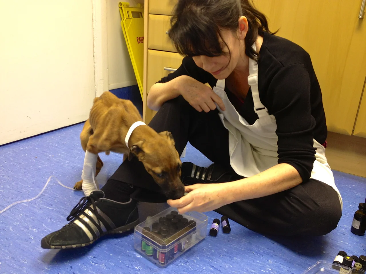 Dog_RSPCA_puppy.jpg