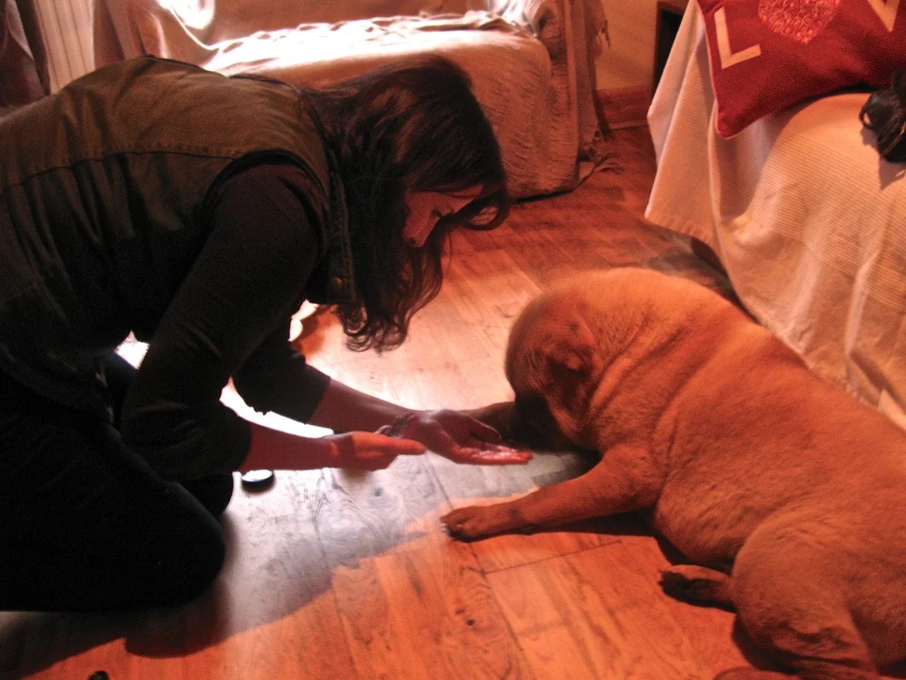 When I offered Honey the gel containing her chosen extracts, she didn't want to lick it, but sniffed, then looked immediately towards her back legs, which turned out to be surprisingly warm.