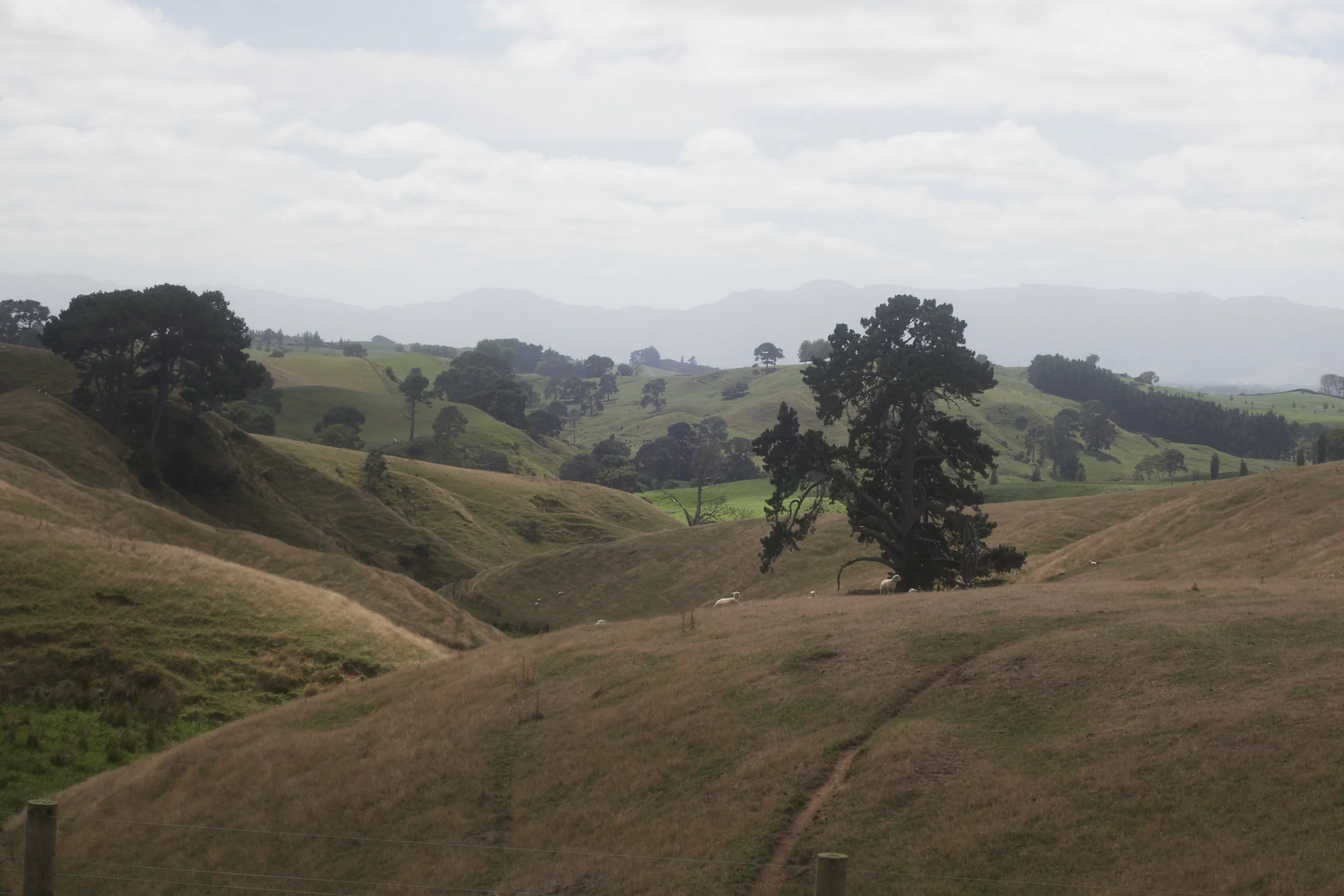 Matamata, New Zealand