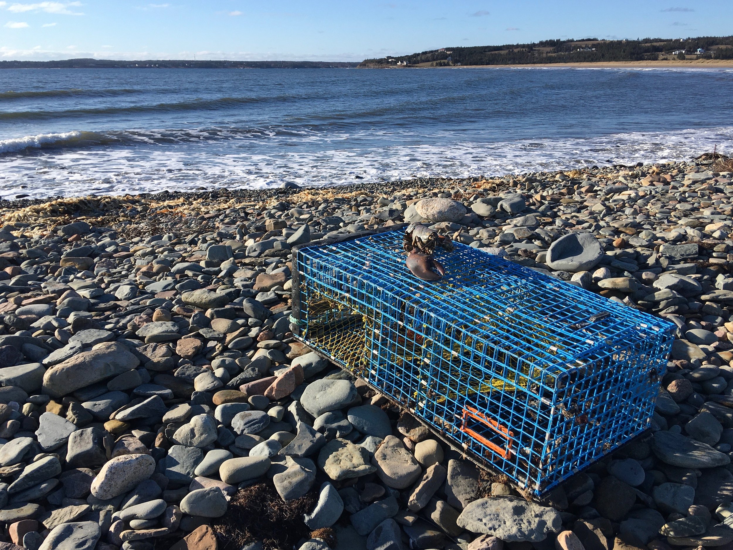 Sarah's lobster trap.jpeg