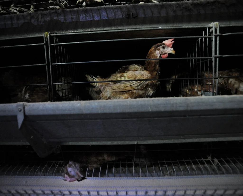 Crédit photo: Jo-Anne McArthur / Animal Equity