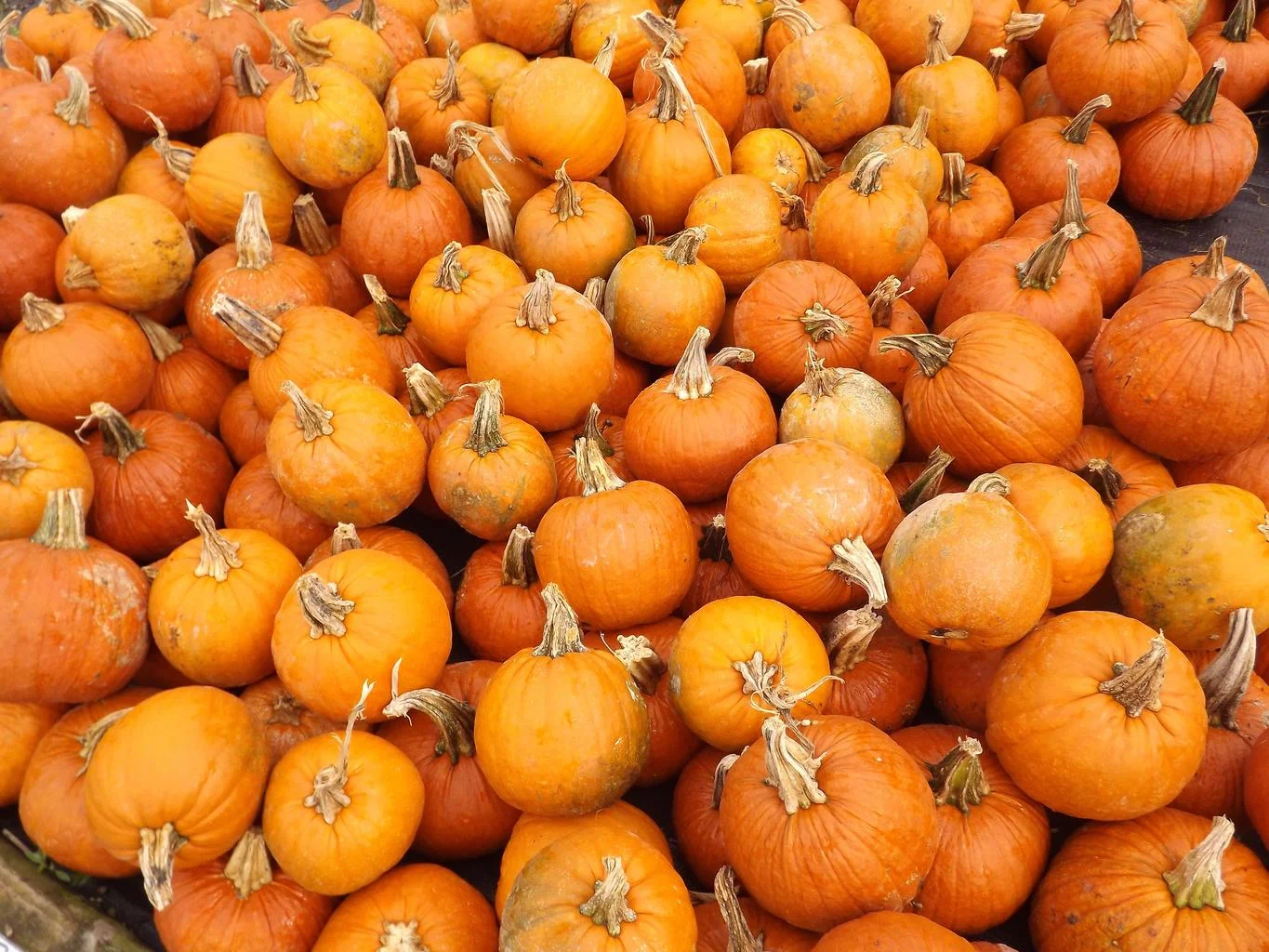 pumpkins_pumpkin_vegetables_fall.jpg