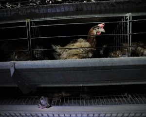 Why the Federal Government Should Regulate Animal Farming