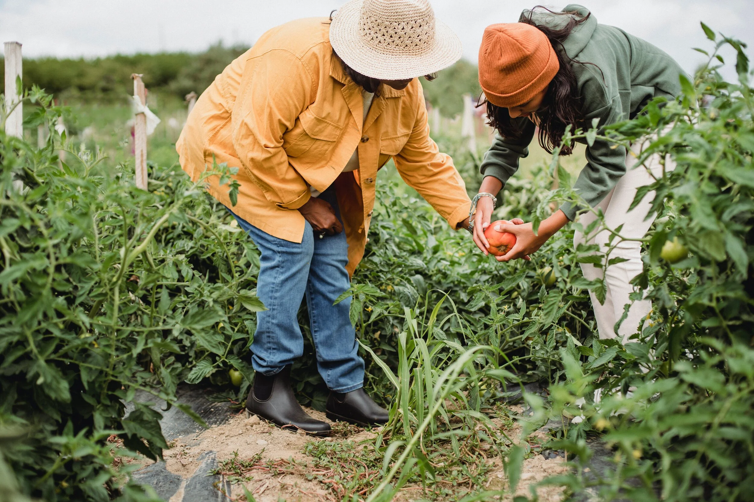 Conference 2021 Panel Recap - "Governing Territorial Food Systems in a World of Complexity"