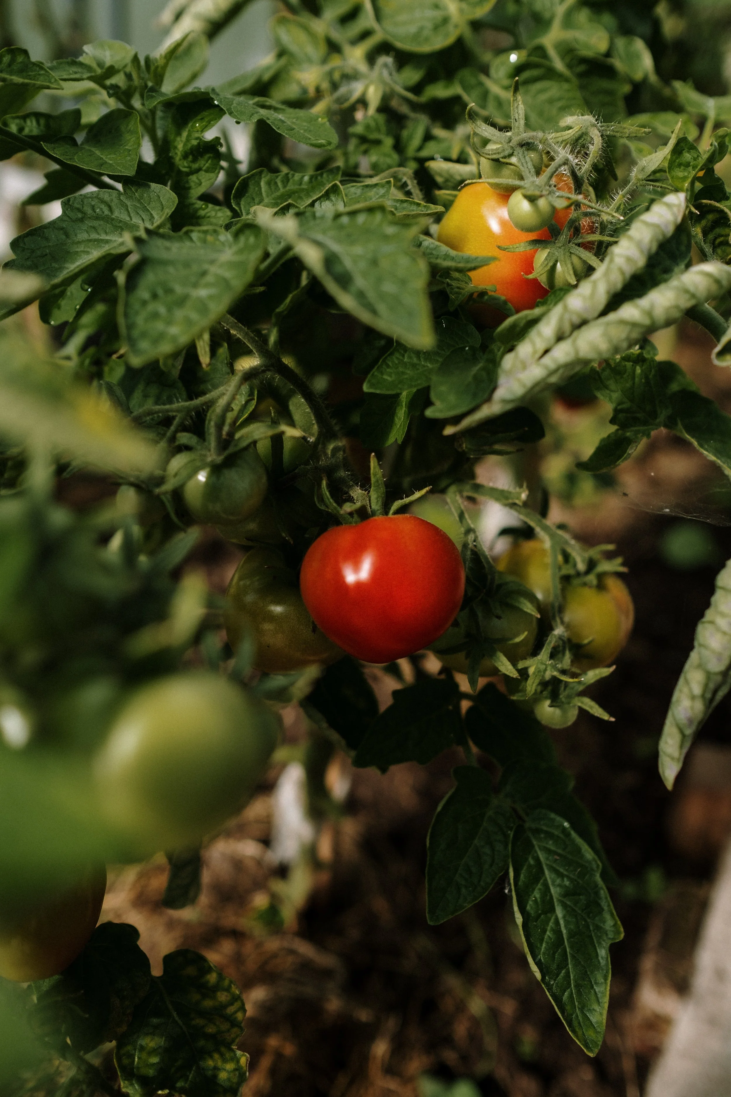 Conference 2022 Panel Recap - "The Transformation Will Not be Televised: A Roundtable on Agroecology in Canada"