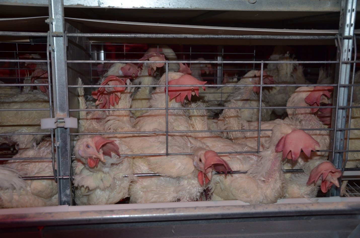 Ag-gag Laws: A Prime Example of Agricultural Exceptionalism 
