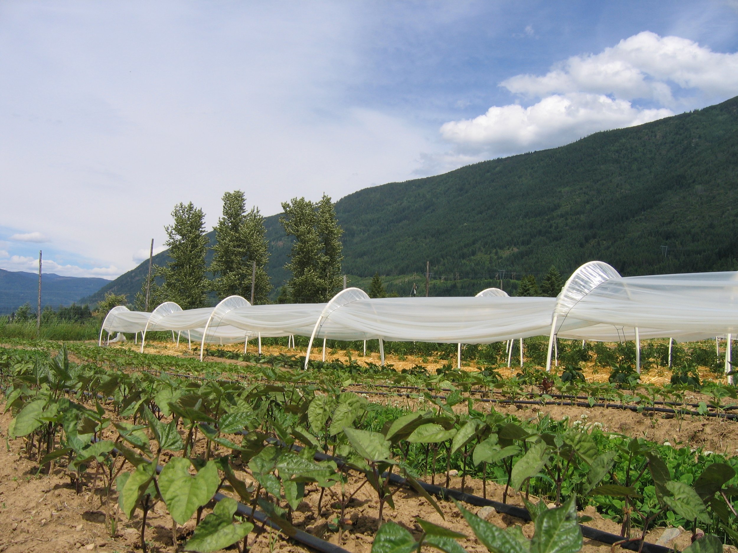 Hoophouse&BeanPlants.JPG