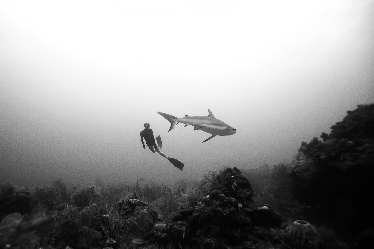 Freediving with Sharks