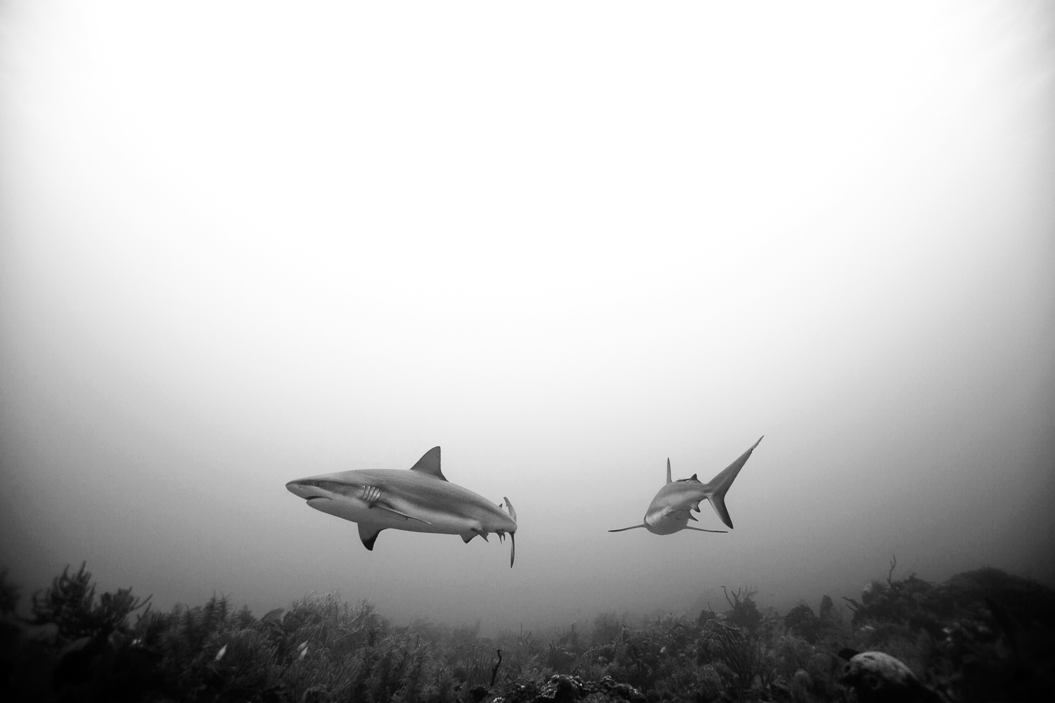Freediving with Sharks