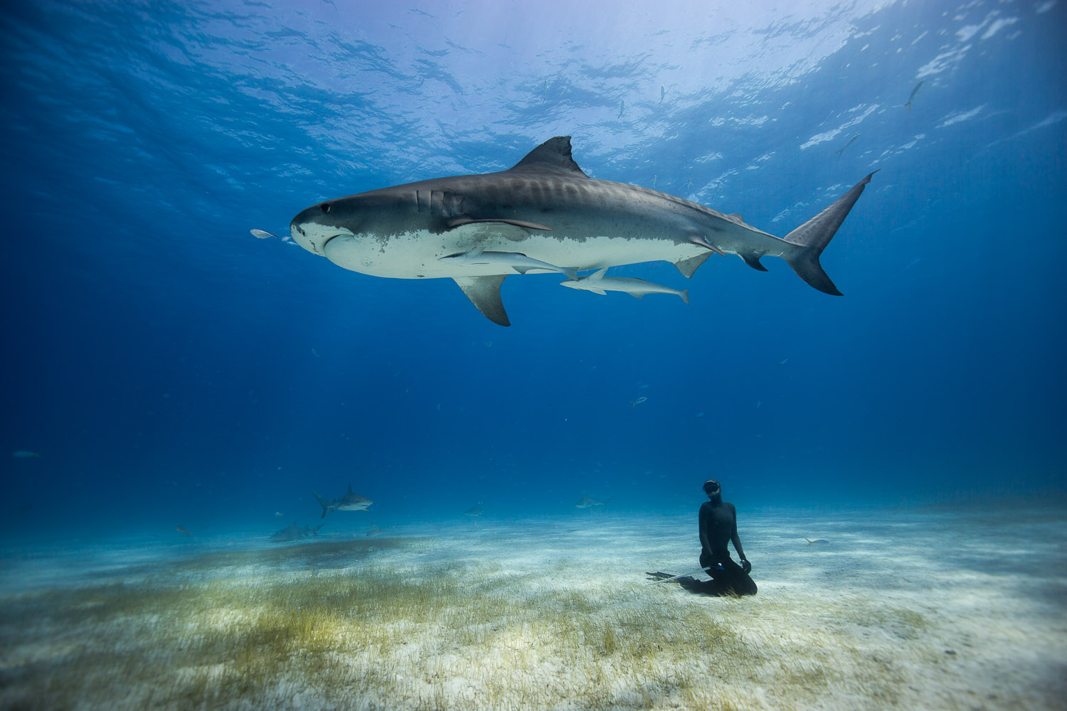 Freediving with Tiger Sharks