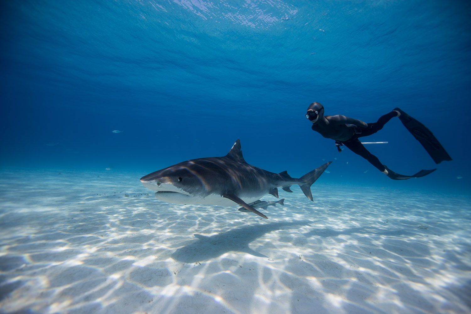 Freediving with Tiger Sharks