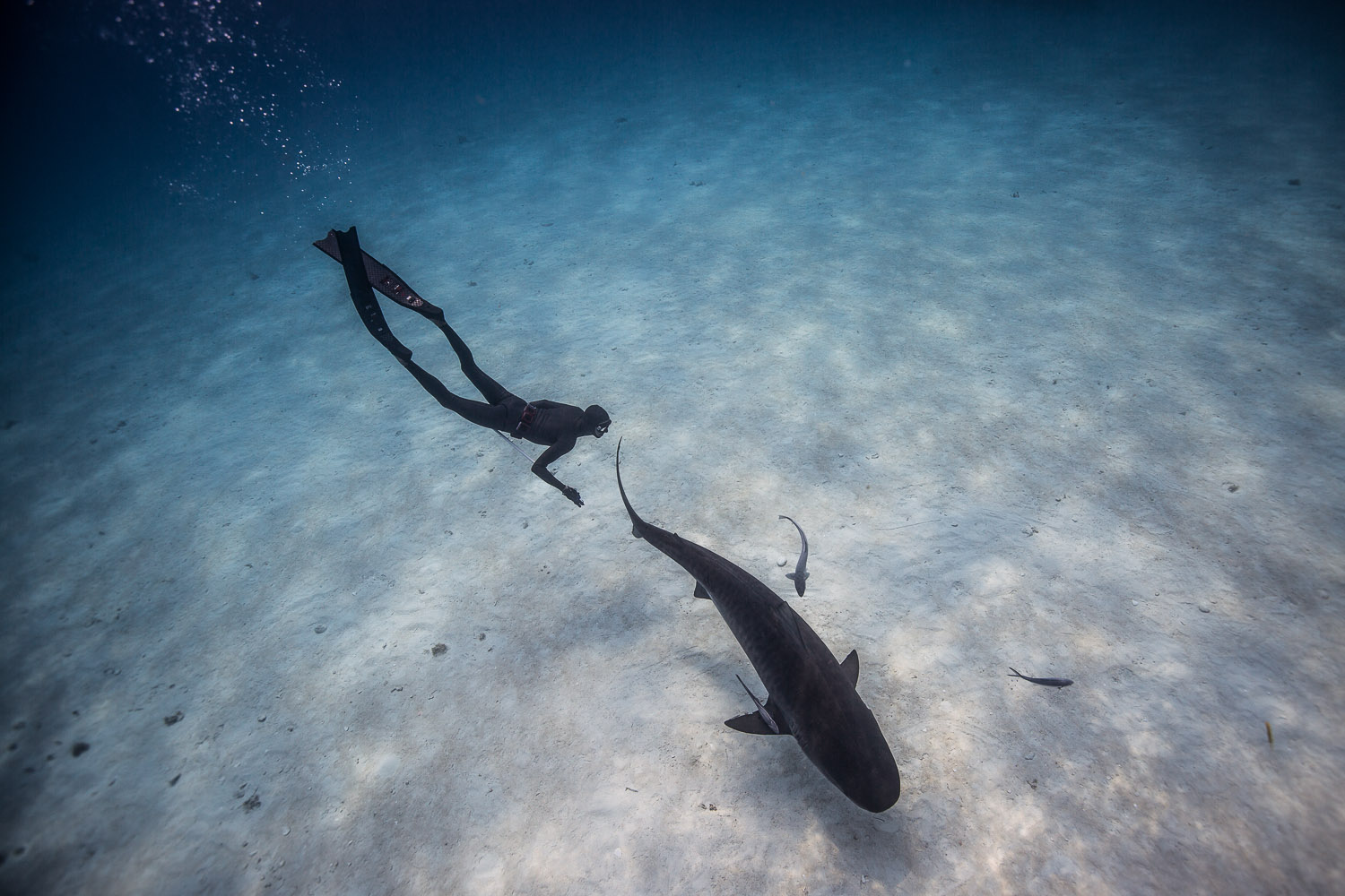 Freediving with Tiger Sharks