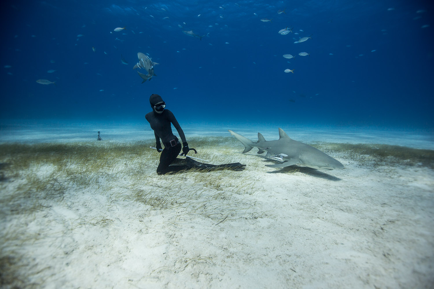 Freediving with Sharks