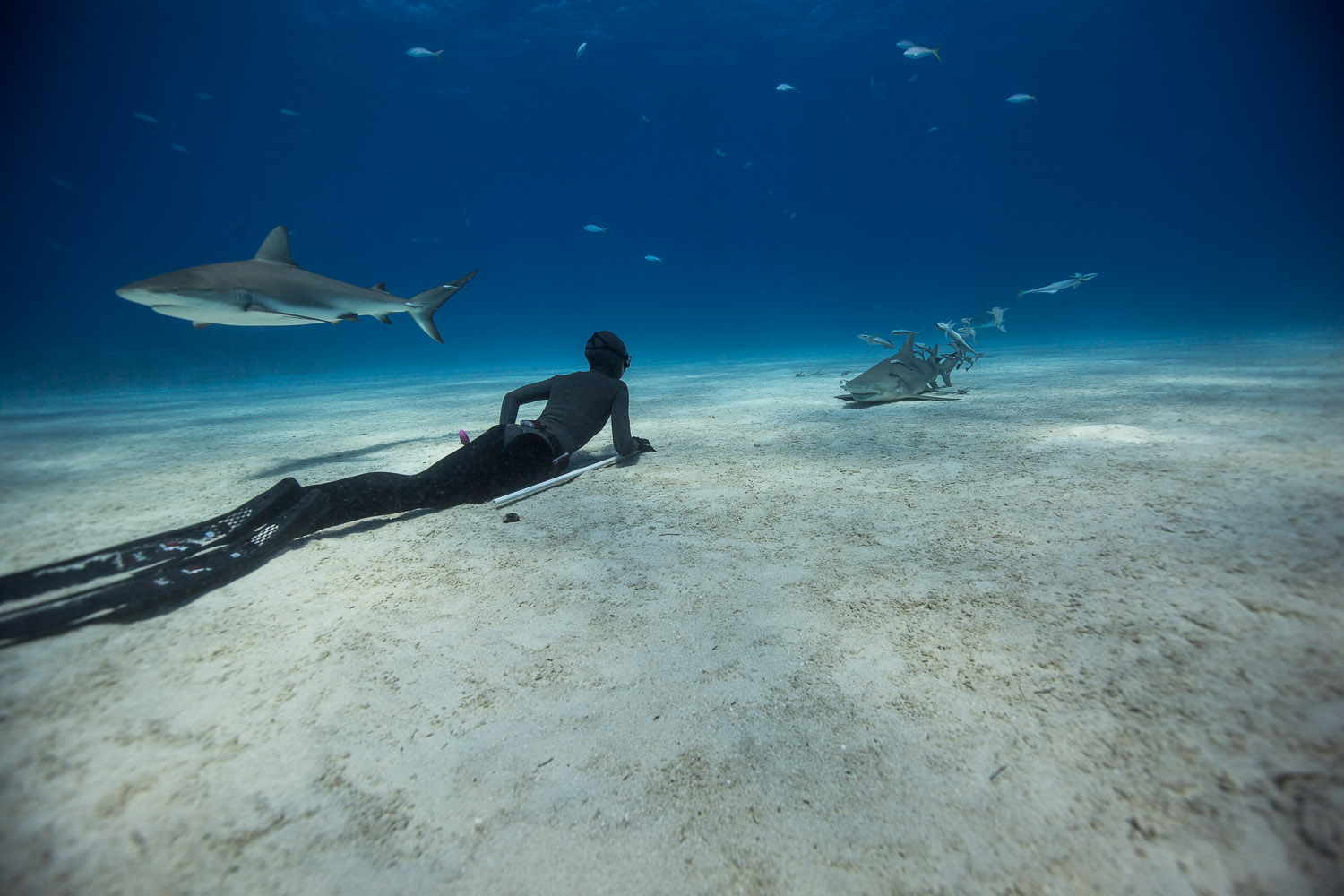 Freediving with Sharks