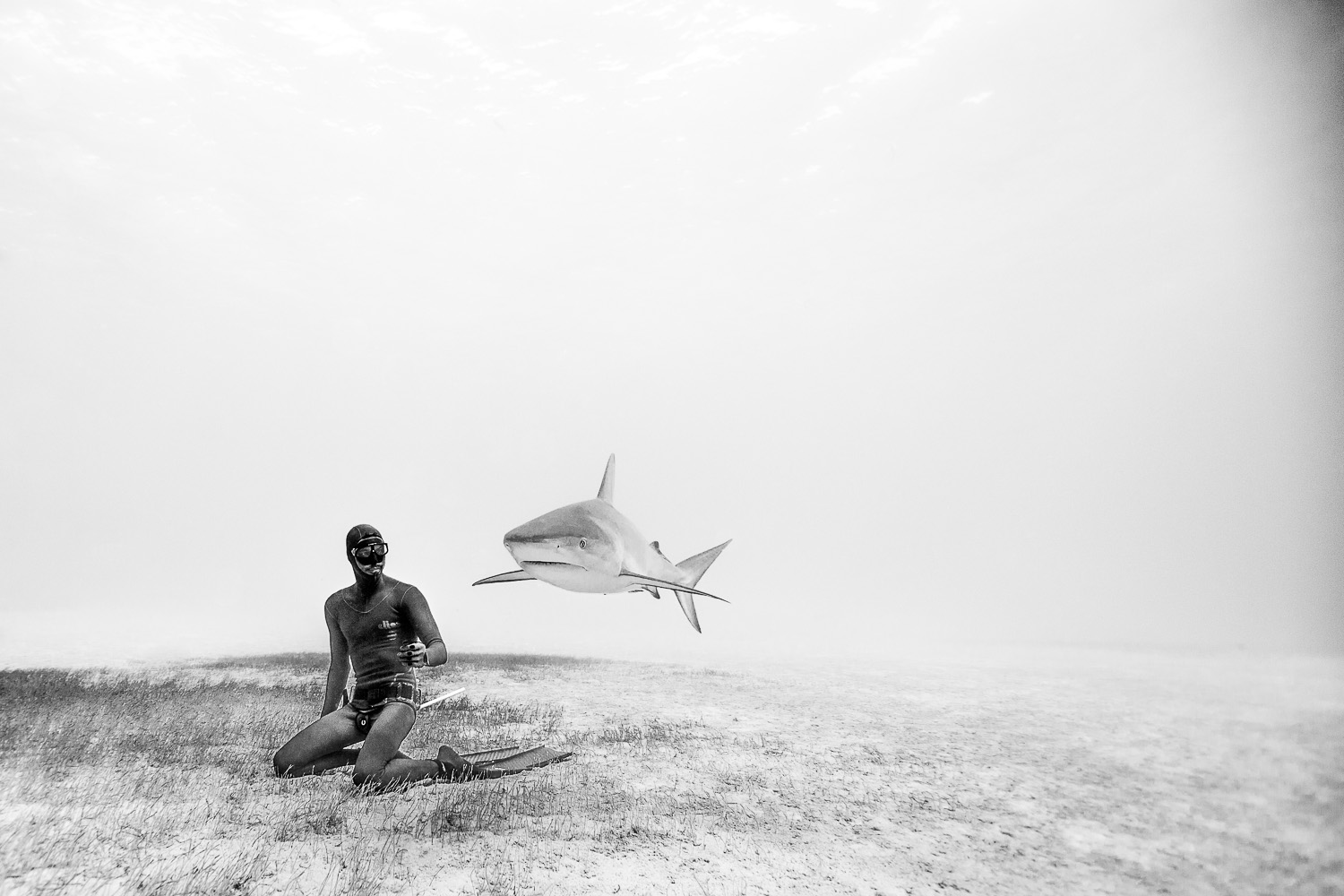 Freediving with Sharks