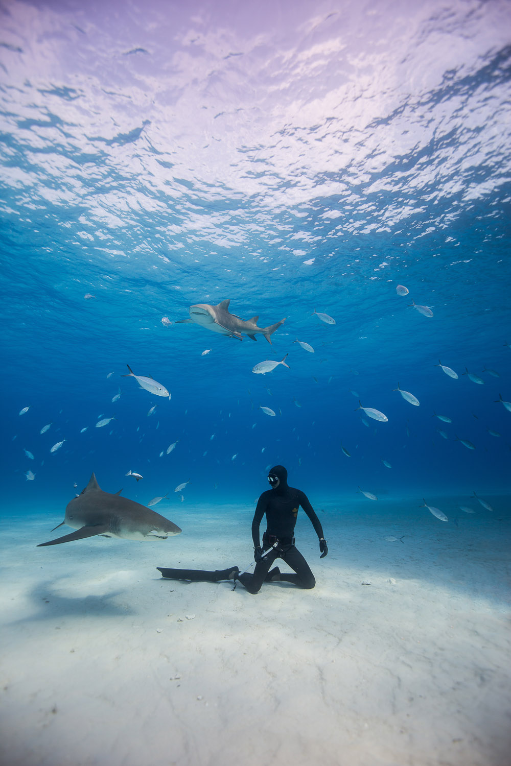 Freediving with Sharks