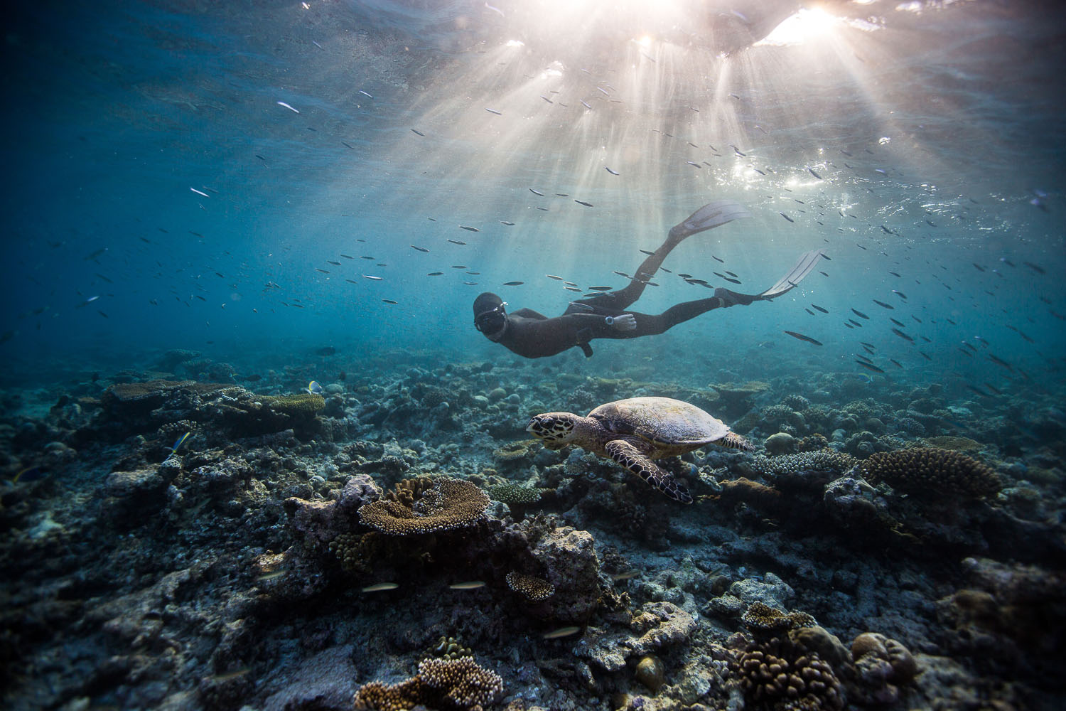 Freediving Photography