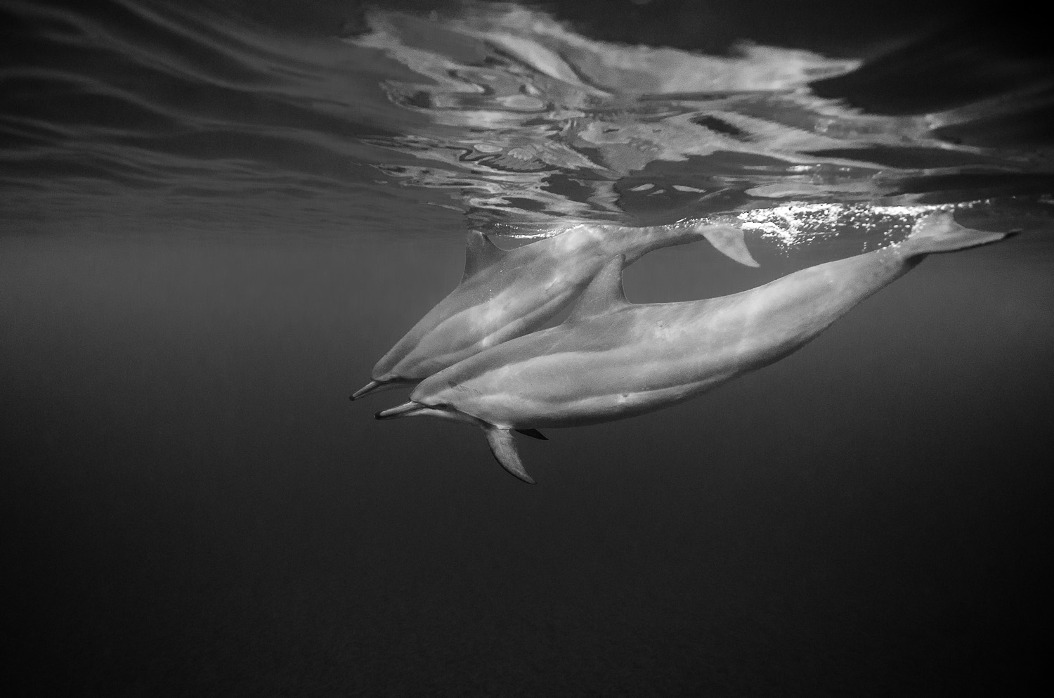Freediving Photography Dolphins