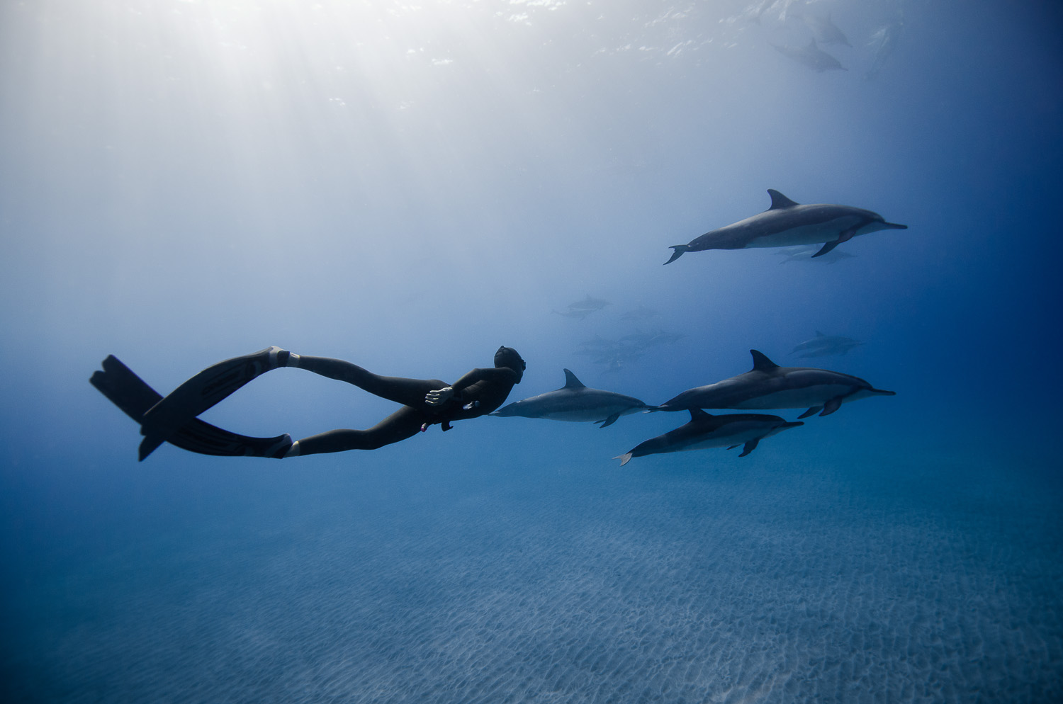 Freediving Photography Dolphins