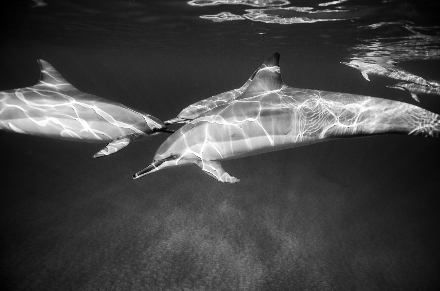 Freediving Photography Dolphins