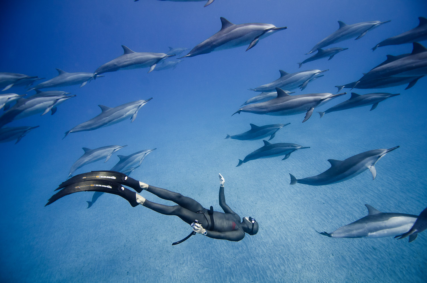 Freediving Photography Dolphins