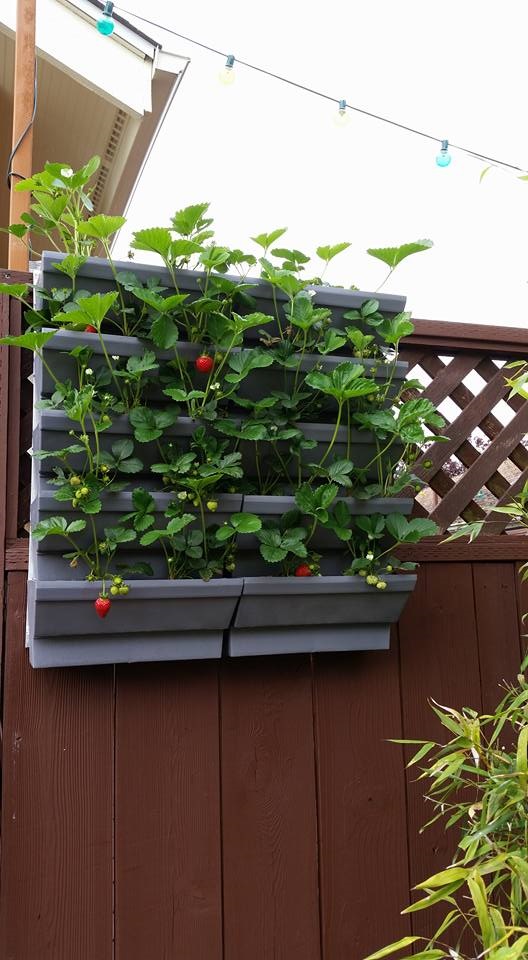 Strawberries