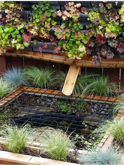 Aquaponics turtle pond with living wall filter