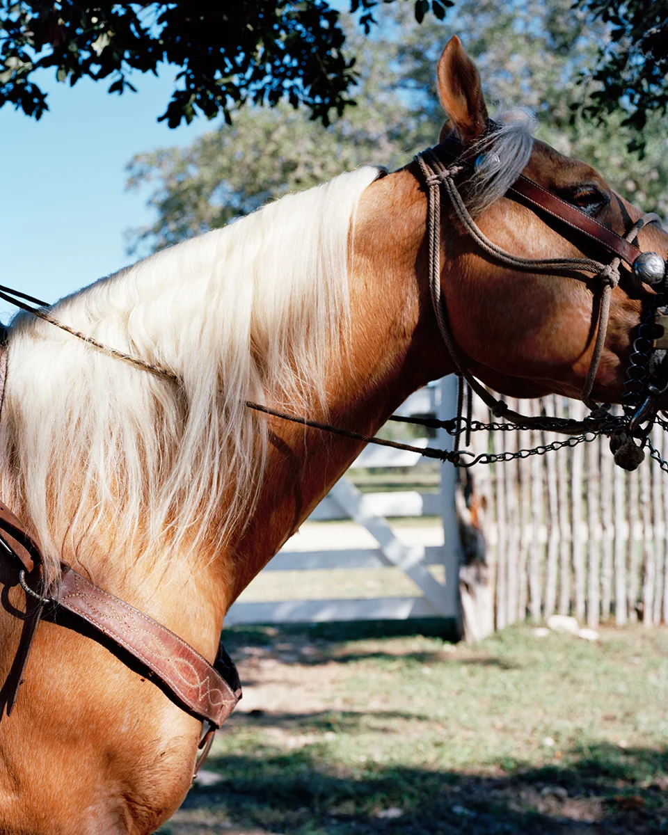 (Golden) Palomino, 2014