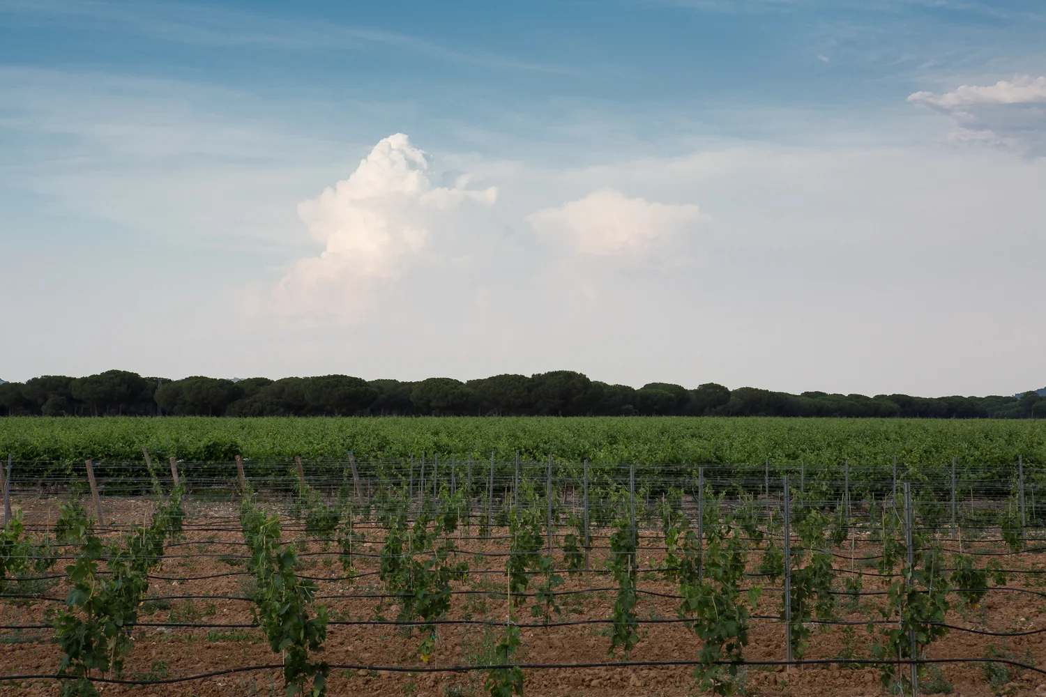 Spain Landscape