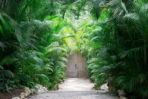 Casista_Palm_walkway.webp
