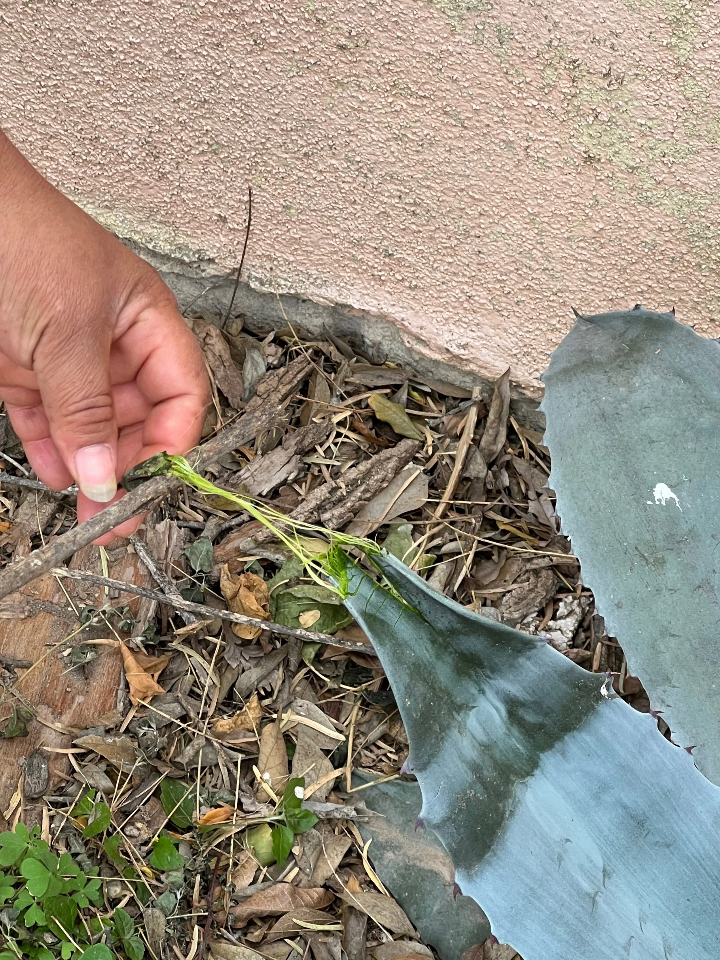 Agave plants in Adrian’s back yard