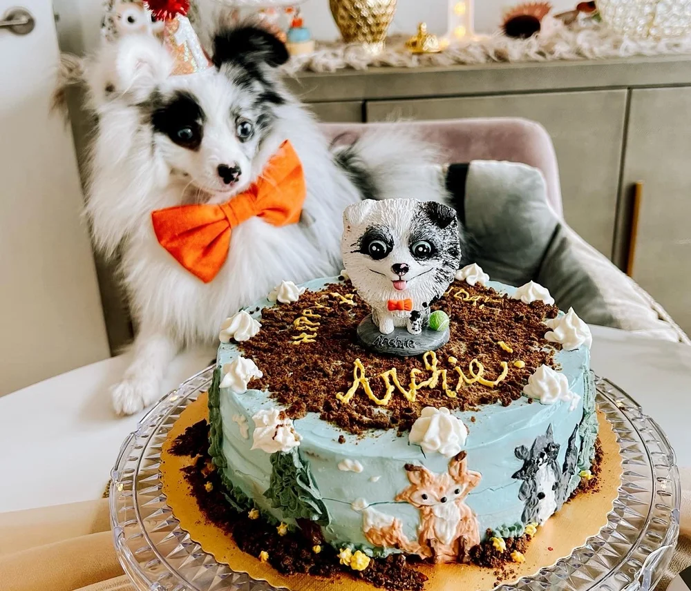 Where to Get a Birthday Cake for a Dog: Top Tasty Picks