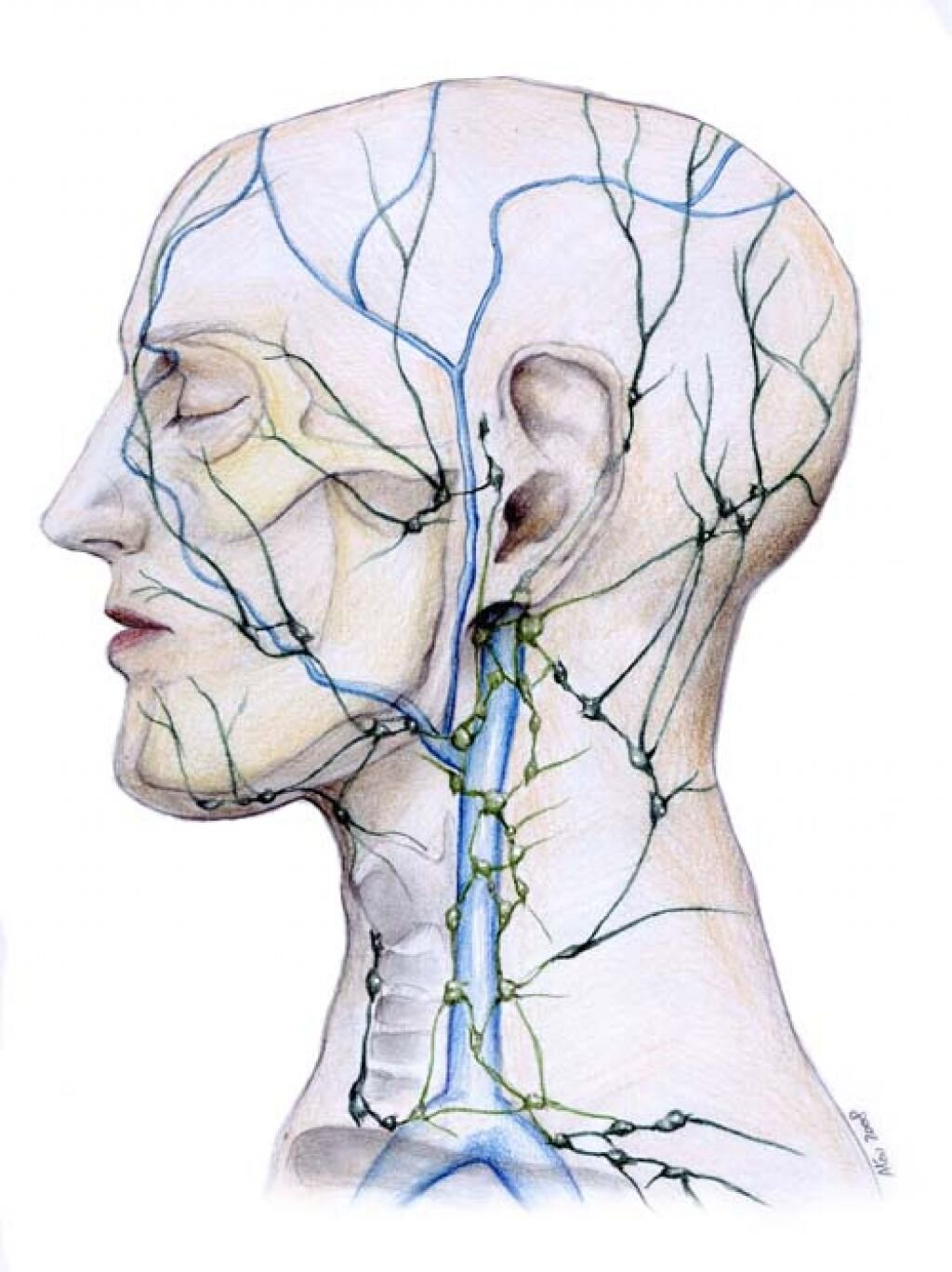 Нарушение лимфооттока. Лимфатическая система лица анатомия. Лимфатическая система головы. Лимфатическая система головы и лица и шеи. Лимфа головы и шеи анатомия.