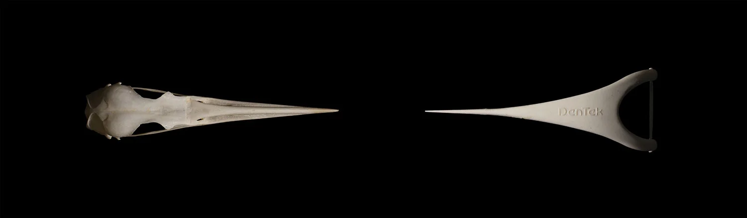 Punctuated Equilibriates