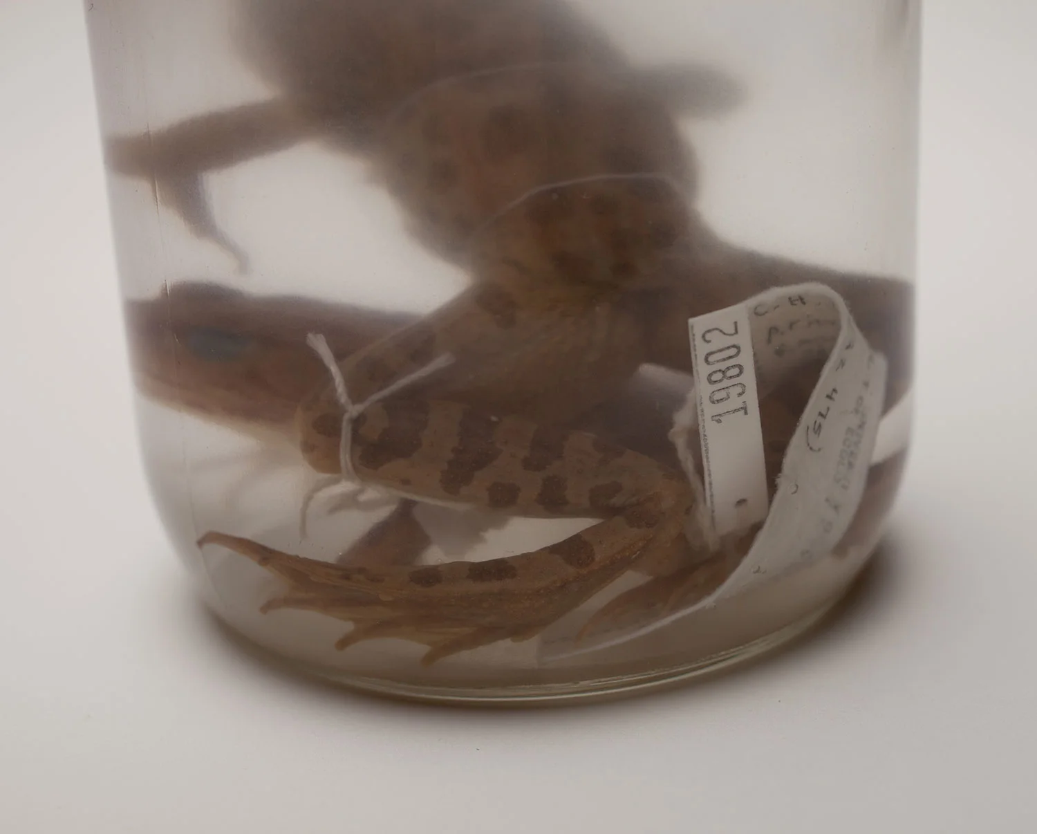 Past Inhabitants (Specimen VI)