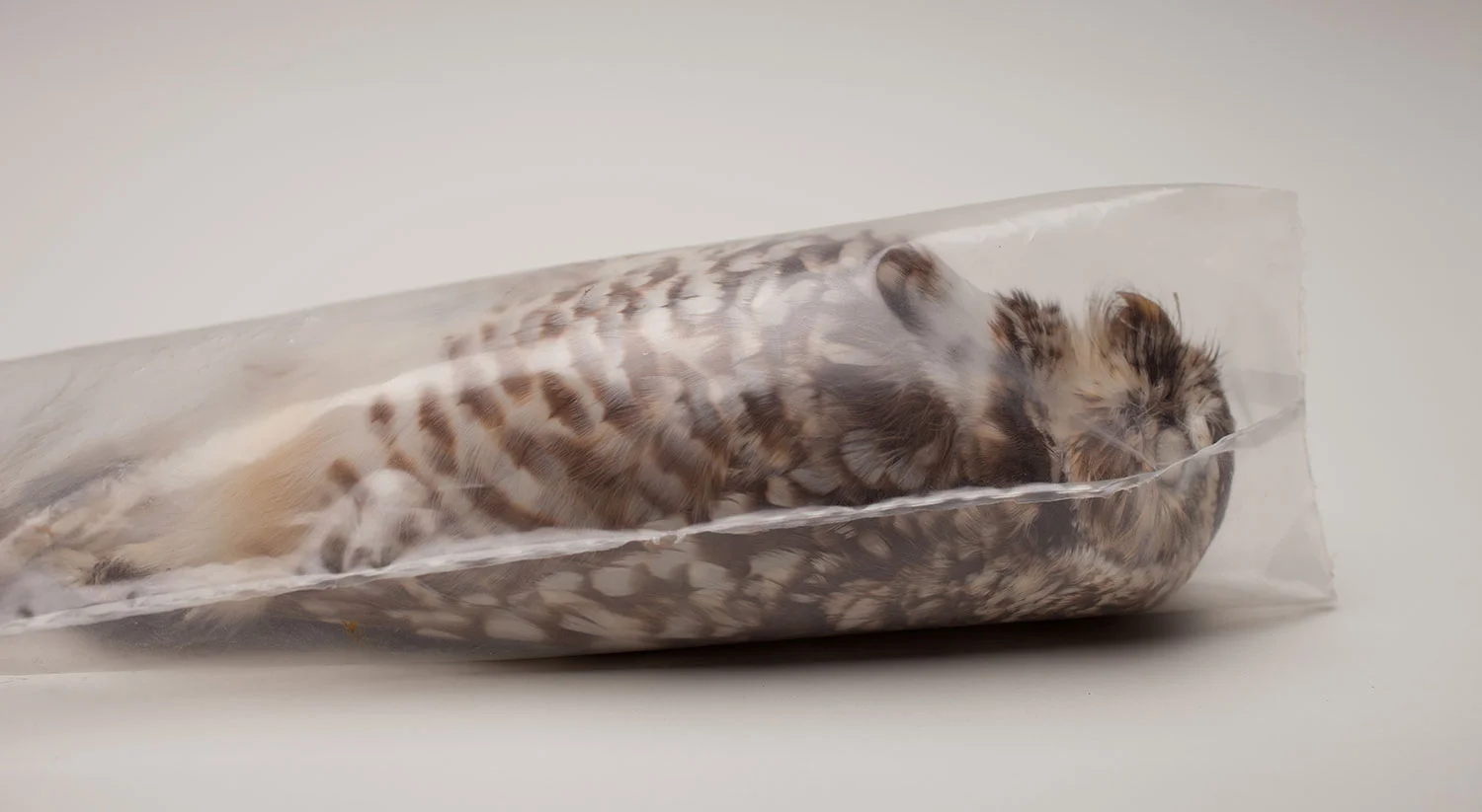 Specimen VII