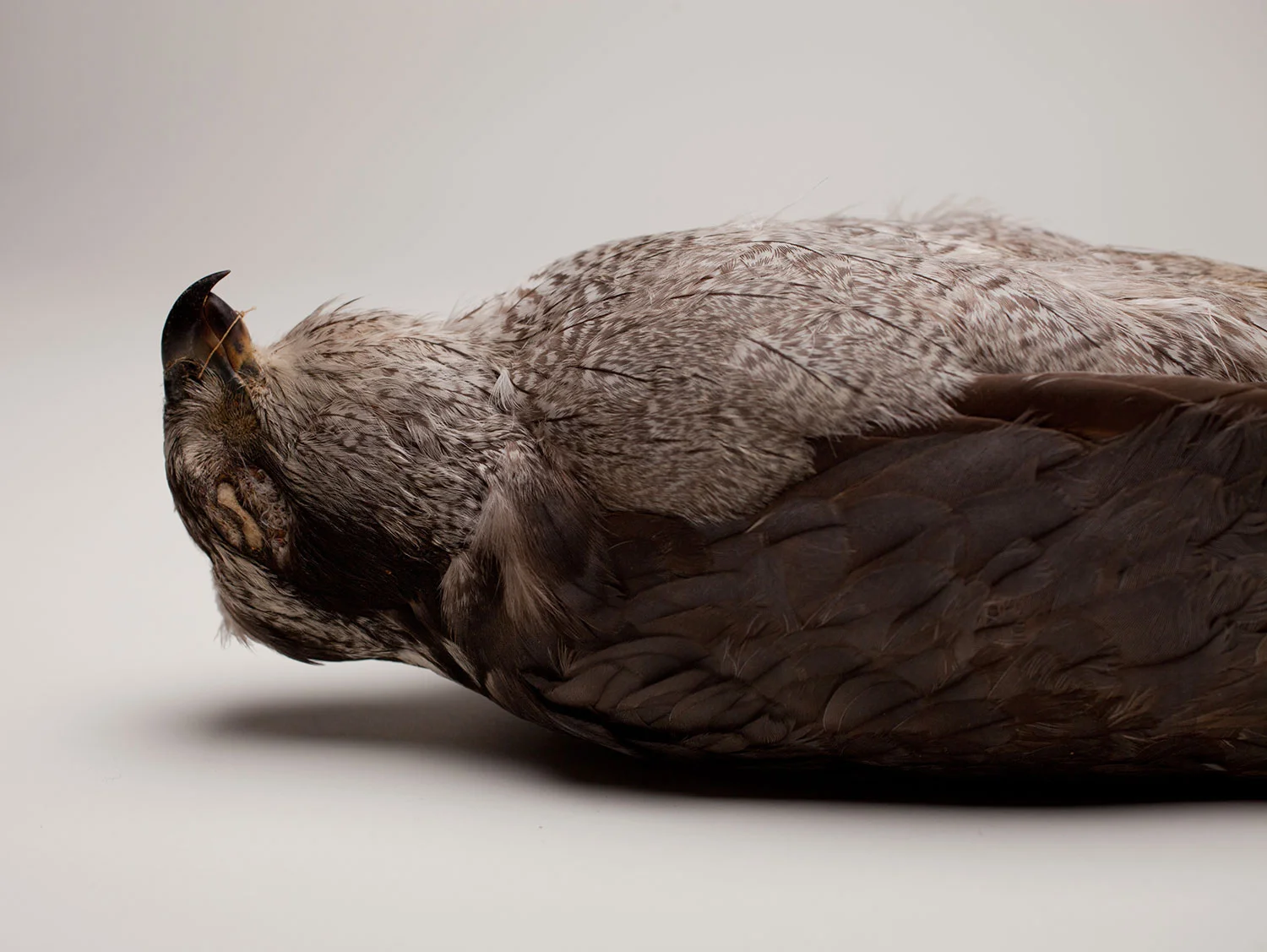 Past Inhabitants (Specimen II)